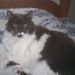 Profile Picture of Duncan Kitty (@duncankitty) on Pinterest