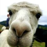Profile Picture of Donna Laurent (@dhappyalways) on Instagram