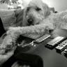 Profile Picture of Tyler Strombeck (@tylerstrombeck) on Pinterest