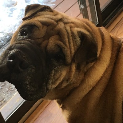 Profile Picture of Dolores Peterson (@Dolores43518505) on Twitter