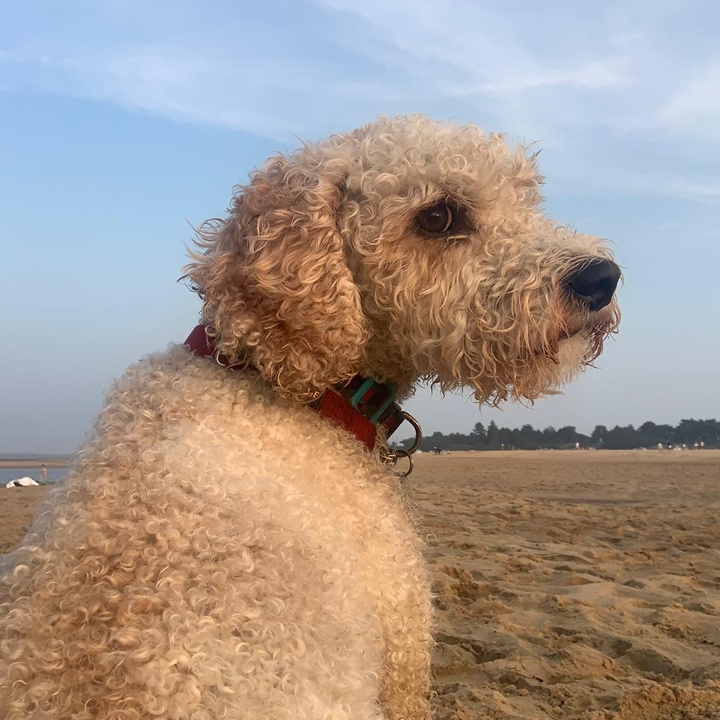 Profile Picture of 🦴🐩 Terry 🐩🦴 (@terrythedogdoestiktok) on Tiktok