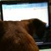 Profile Picture of Emily Milowski (@daisymaeduke) on Pinterest