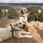 Profile Picture of Zeus & Oslo Seth-Huber (@zeusandoslothegoldens) on Instagram