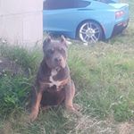 Profile Picture of marshall welch (@blak72736) on Instagram