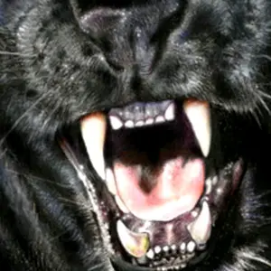 Profile Picture of paulpociask (@paulpociask) on Tiktok