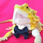 Profile Picture of 🐊 Frank the Bearded Dragon 🐊 (@frank_bearded_dragon) on Instagram