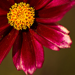 Profile Picture of Kim (@KDO's Photos) on Flickr