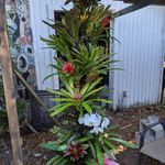 Profile Picture of Jason Mellica (@advancedbromeliads) on Instagram