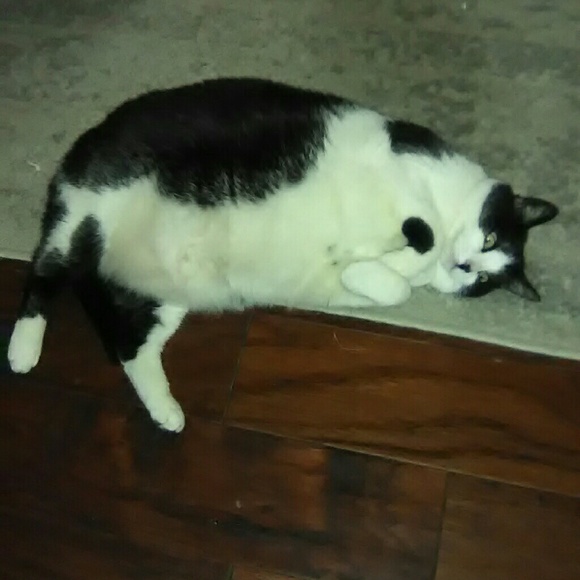 Profile Picture of Carol Cecora (@qom811) on Poshmark