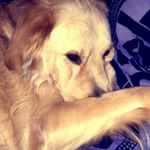 Igor - Instagram Profile Picture of Igor (@igor_golden16) on Instagram