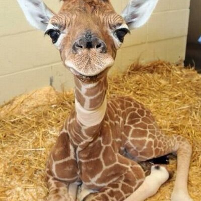 Profile Picture of Lourie James (@lourie_james) on Twitter