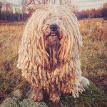 Profile Picture of The story of Csaba the pulidog (@csabathepuli) on Instagram