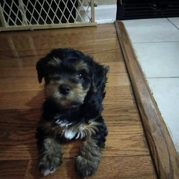 Profile Picture of Curtis Harris (@rayharris56) on Poshmark