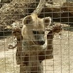 Profile Picture of Joshua chew (@joahuachew) on Instagram