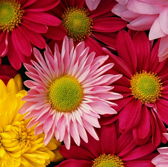 Shawna Begay - Poshmark Profile Picture of Shawna Begay (@shawnabegay) on Poshmark