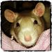 Profile Picture of Traci Dunbar (@brattyratty71) on Pinterest