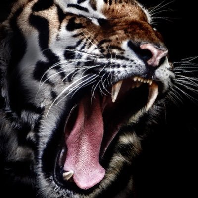 Profile Picture of Joe Scolfıeldaq (@cas_sero) on Twitter