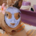 Profile Picture of Hechko❤️‍🔥🤍🐰 (@hechko_rabbit) on Instagram