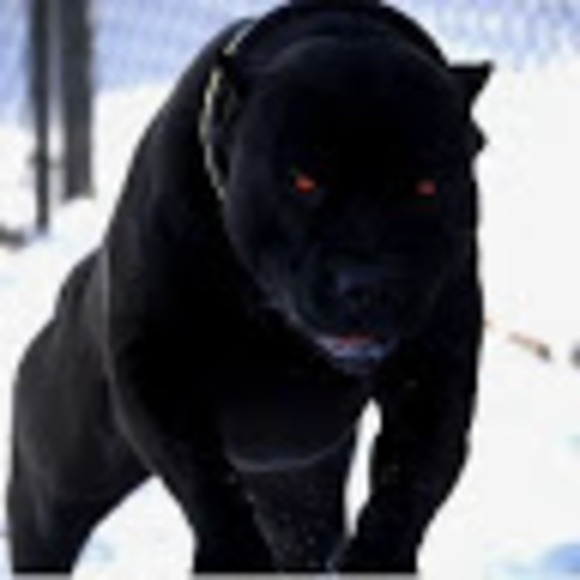 Profile Picture of Gabriel Gardner (@gardnerg836) on Poshmark