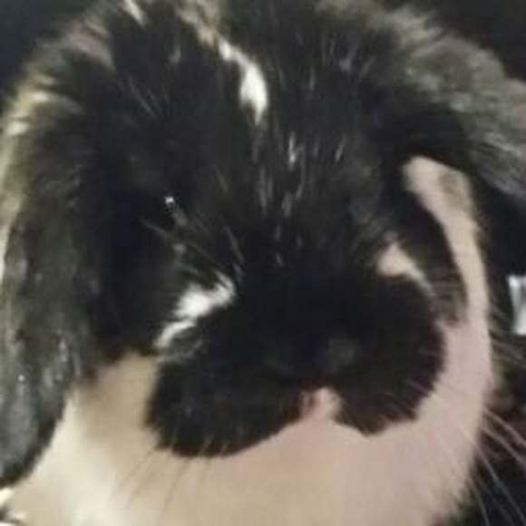 Profile Picture of Eva Salchert (@salcherte) on Poshmark