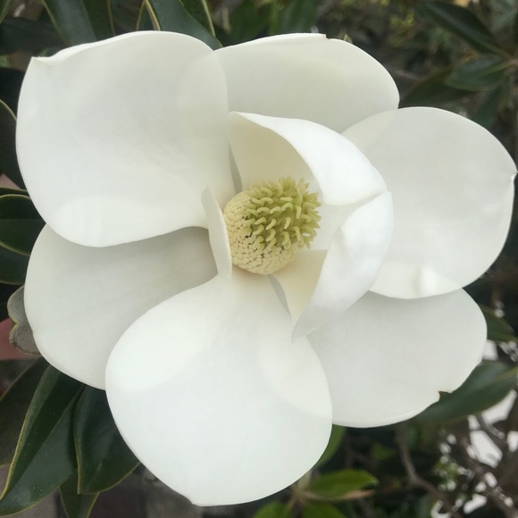 Profile Picture of Lisa Bowling (@lisa_bowling) on Poshmark