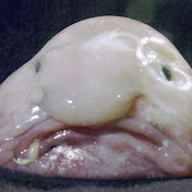 Profile Picture of Benjamin Olsen (@benjaminolsen6448) on Youtube