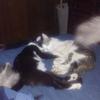 Profile Picture of Dennis Shaffer (@@dennisshaffer) on Tiktok