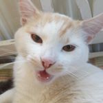 Profile Picture of Elisabet Ström (@steven.schwing) on Instagram