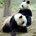 Profile Picture of Eileen Hsieh (@ehsieh1619) on Pinterest