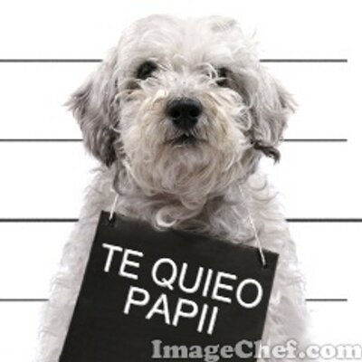 Profile Picture of David Tripodi (@david_tripodi) on Twitter