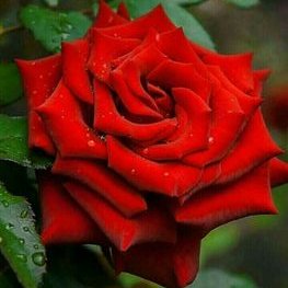 Profile Picture of Saran Raju (@SaranRa49314862) on Twitter
