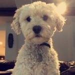 Bear MacRunnels - Instagram Profile Picture of Bear MacRunnels (@bearycute_schnoodle) on Instagram
