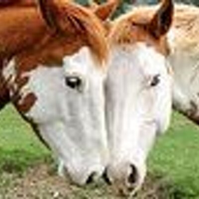 Profile Picture of Anne Weinert (@shewhorides) on Twitter