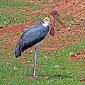 Profile Picture of Marabou storkon Wikipedia