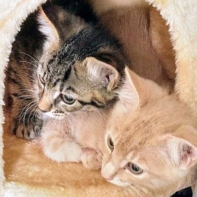 Profile Picture of Valerie Newton (@Valerie68411395) on Twitter