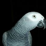 Profile Picture of Ralph Pfister (@ralph.pfister) on Instagram