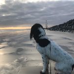 Profile Picture of Jessie Springer Spaniel 💫 (@jessiethespringer) on Instagram