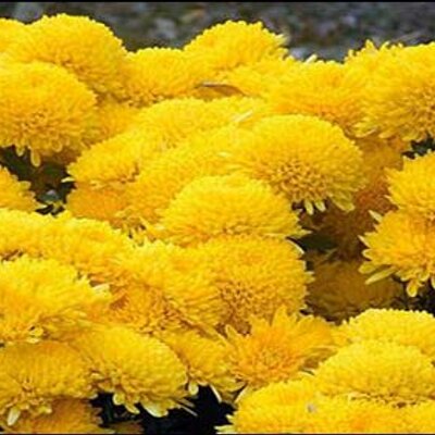 Profile Picture of Imran Ullah (@imranullah007) on Twitter