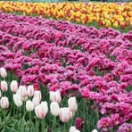 Profile Picture of Janet Foels (@janet.foels) on Facebook