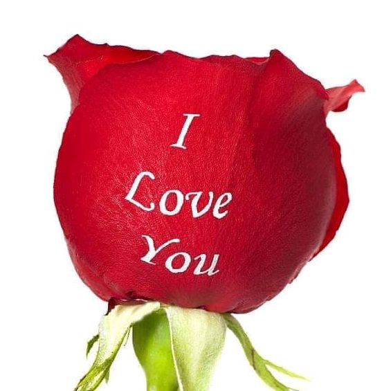 Profile Picture of Kelly haubert (@kellyhaubert79) on Tiktok