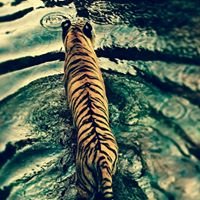 Profile Picture of Nabeel Sayed (@sayednabeel6) on Twitter