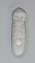Profile Picture of Gregarinasinaon Wikipedia