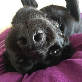 Profile Picture of Chloe Fowler (@chloefowler21) on Pinterest