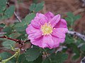 Profile Picture of Rosa spithameaon Wikipedia