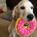 Ivy Newman🐶 - Instagram Profile Picture of Ivy Newman🐶 (@ivy_pup_) on Instagram