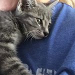 Profile Picture of KitKat (@kitkatthemichaelscat) on Instagram
