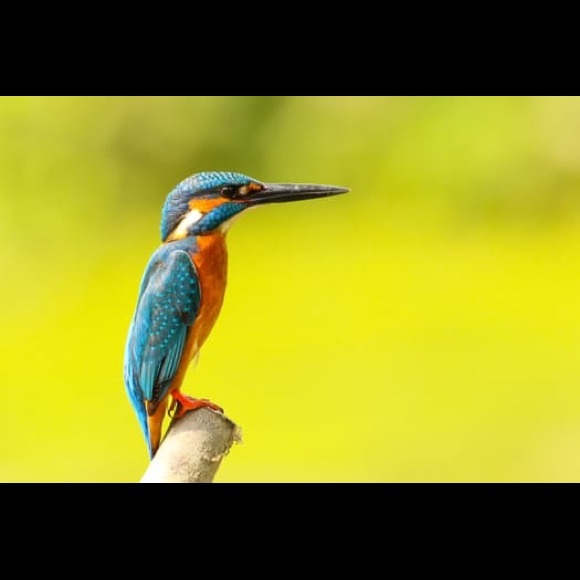 Profile Picture of Joseph Weiner (@ibex1) on Poshmark