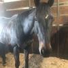 Profile Picture of Heather Sim (@@simplerider88) on Tiktok