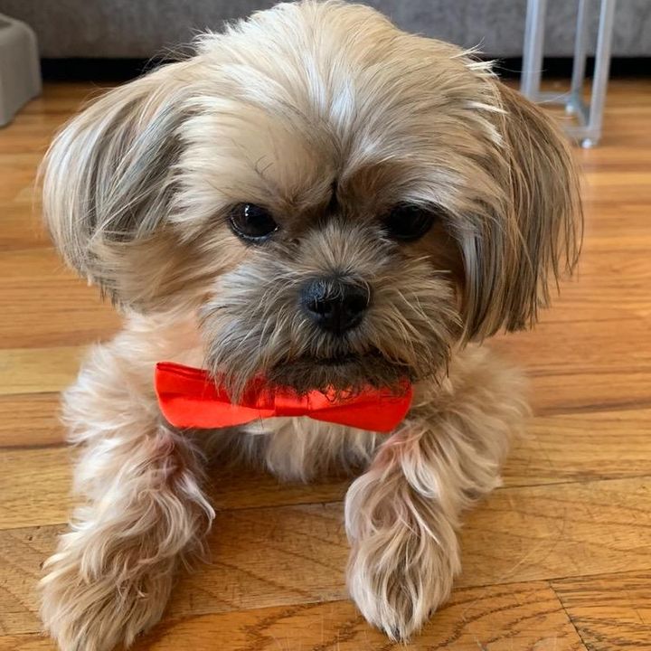 LeeTam - Tiktok Profile Picture of LeeTam (@latst85) on Tiktok