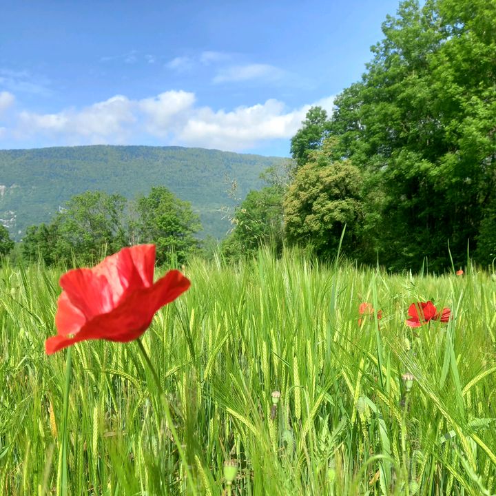 Profile Picture of mathieu.dudule (@david.johannsmann) on Tiktok